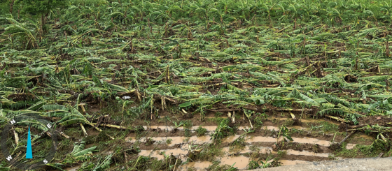 Utuado puede solicitar subsidio y financiamiento para adquirir póliza de seguros agrícolas ante temporada de huracanes