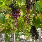Descubra los secretos del vino puertorriqueño en Finca Vista Bella