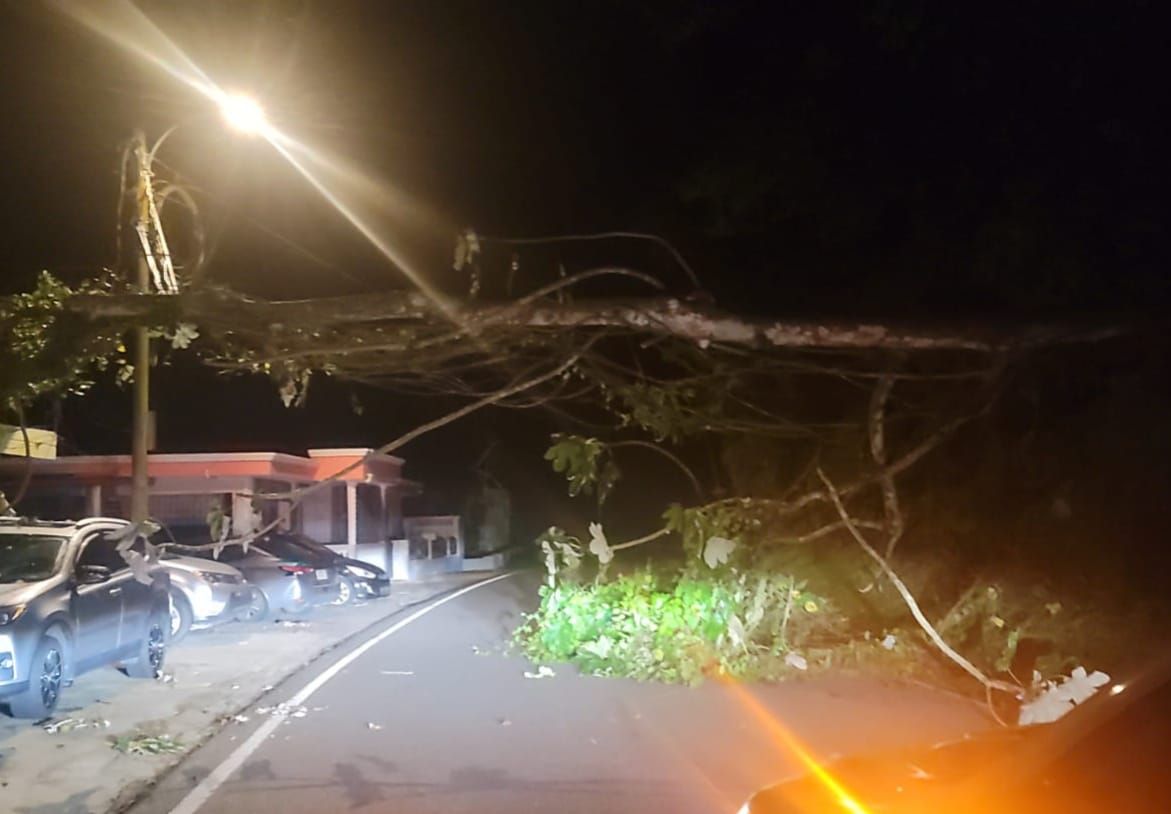 Árbol con tendido eléctrico obstruyendo parte de la via de rodaje