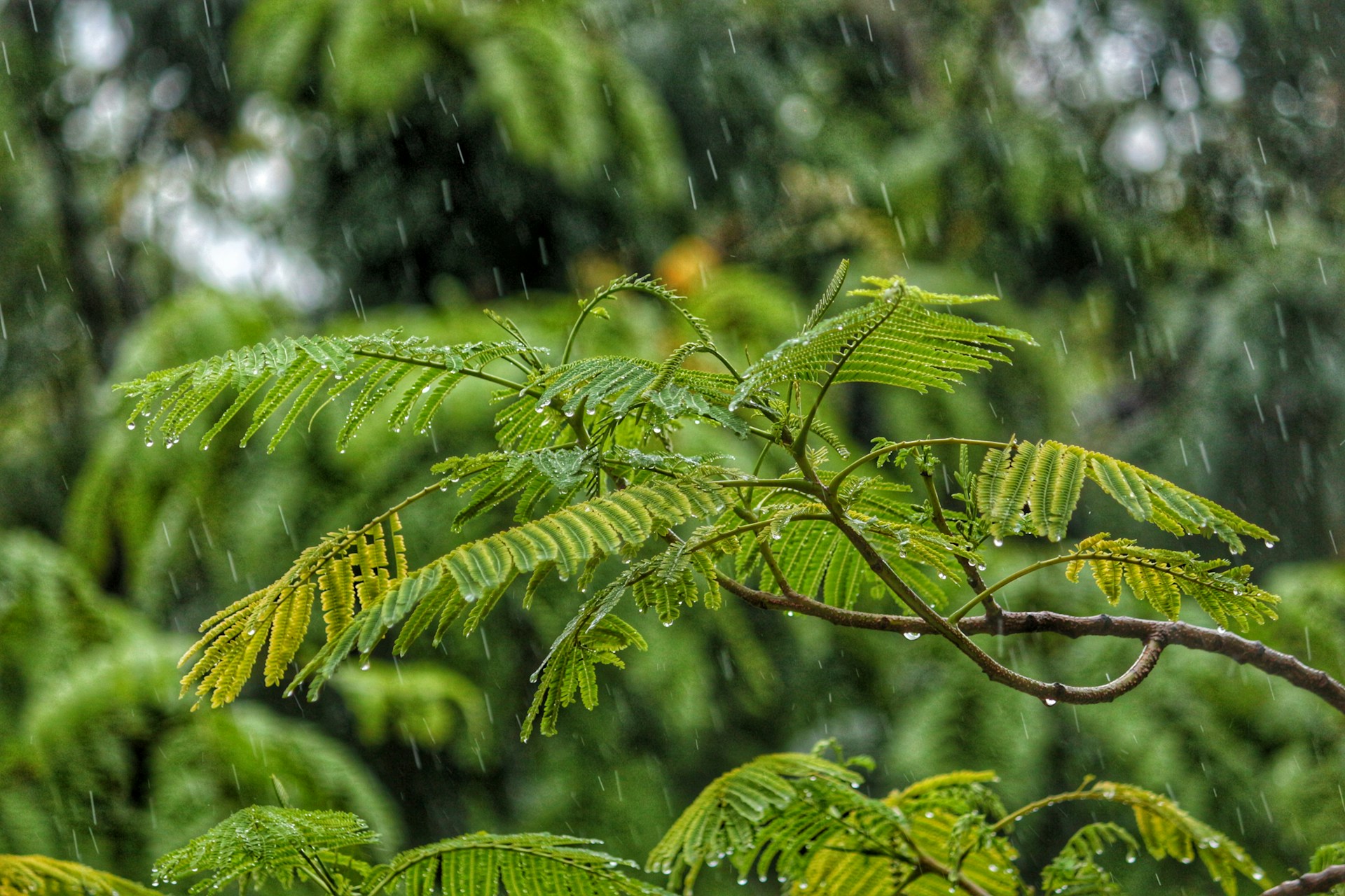 Lluvia para UTUADO